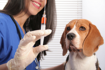 У Гостомелі безкоштовно чіпують та вакцинують домашніх тварин